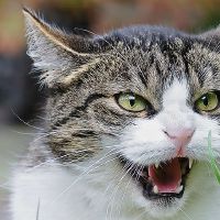 最高境界骂人的话能把别人骂崩溃的句子