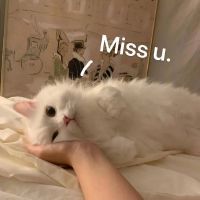极致思念的文案