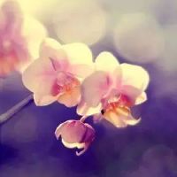 让自己心静的句子，心累迷茫时多看看