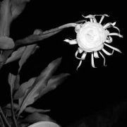 美好的回忆的经典句子