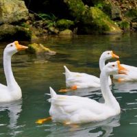 蓝天白云的简短说说，蓝天白云美景一句话