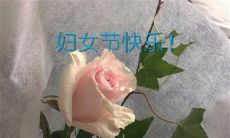 三八妇女节祝福的句子