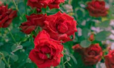 经典唯美的浪漫句子 幸福唯美的爱情句子