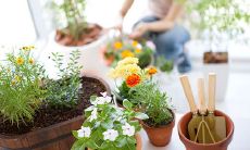 晒养花开心的经典句子