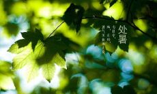 处暑节气祝福语 适合处暑发的句子