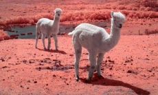 比喻人很开心的句子