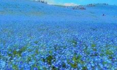 家里花开心情好的句子