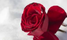 男人最爱听的致命情话