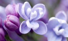 关于丁香花的优美句子