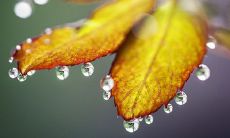 深情款款的句子