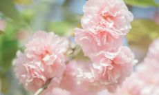 春天文艺小清新句子