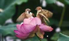 关于脉脉含情的爱情句子