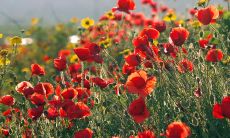 跟他在一起特别开心的句子