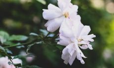 夸朋友漂亮开心的句子