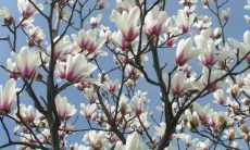 春天开心的唯美句子