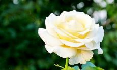 人心理活动开心的句子 描述心里很开心的句子