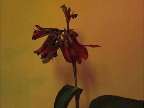 悲伤