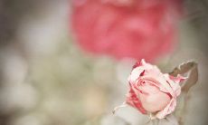 摘抄友情的好词好句子