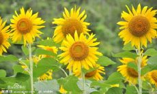 心碎到失眠的句子