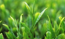 形容茶叶的句子