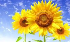 简短阳光早安心语