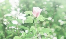 云淡风轻的心情短句