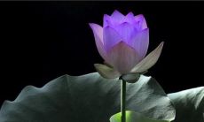 正能量禅意句子