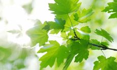 欢度盛夏:一组适合朋友圈的迎接夏日的精美语句!