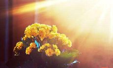 一些适用于炎炎夏日的天气的热情问候语短信集锦