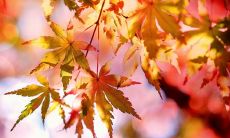 探索家庭之情：用简短的语言表达深厚的亲情感受