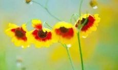 用于患者关怀和沟通的医生问候短信,增强患者护理体验和治疗效果