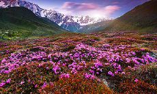 谷雨时节的问候短信：向你致以最诚挚的祝福！