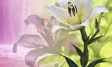 如何编写每日身体健康问候短信以提高身体健康状况？