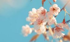 文艺少女的独特个性表达方式:个性签名的艺术性探究