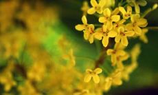 散发芬芳的桂花：展现桂花美丽的诱人句子