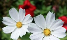 Exploring the Depths of Missing and Longing for Family: Short and Sweet English Sentences.