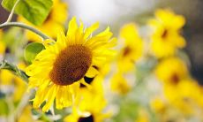 深刻而感人的亲情主题:探索家庭之爱的力量和重要性