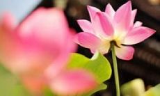 讽刺那些不愿珍惜友情的人,疏远好友却暗自为所欲为,损友益己的话语,揭示内心柔情的说说心情