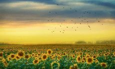 挫败失望和情绪低落的表达句子