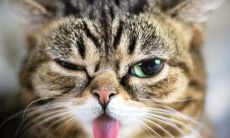 露出微笑的瞬间：一系列让你开心愉悦的简短句子