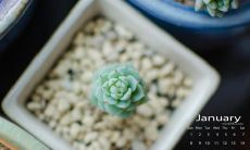 与搭档共同探店的愉悦言辞：逛街无疑是女性最为欣喜的消遣方式