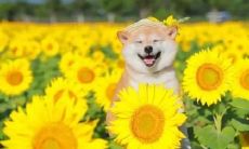 一年级学生常用的描写心情愉快的句子集合和令他们开心的各种事一句话总结