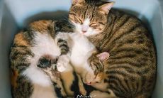 我渴望用欢乐与快乐充实我的每一个句子