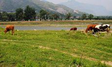 20个描写故乡的句子，娓娓道来自己心灵的归属感与深情回忆