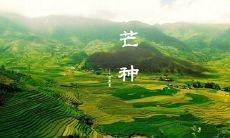 2035年芒种节气:必备的经典文案和祝福语用于社交媒体平台和朋友圈