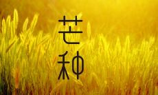 祝福语推荐：在芒种节气来临之际，送上最真挚的祝福和美好的祝愿！