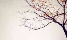 探寻当代文学的抒情意象:走近现代抒情诗句的世界