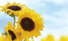 介绍女孩朋友圈中表达心情不佳的话语和短语