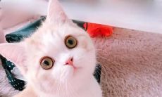 网红句子简短可爱：一个时下流行、句式简洁、语言生动且富含情感的引文类型