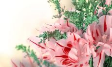 孩子的短暂祝福：对母亲的简短表达